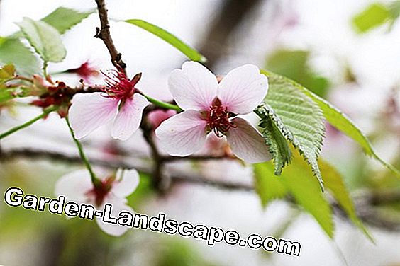 Kurilenkirsche - Brillante cerise naine - Prunus kurilensis