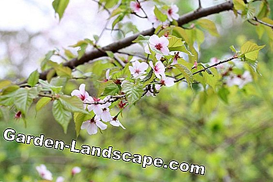 Kurilenkirsche - Brillante cerise naine - Prunus kurilensis