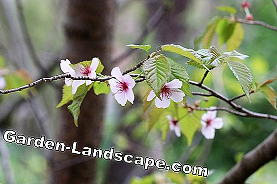 Kurilenkirsche, cerise naine, Prunus kurilensis - Information sur les soins: Prunus
