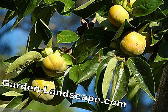 Groeiend Sharon-fruit - persimmonzaden