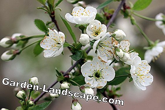 Flor de manzana - Malus