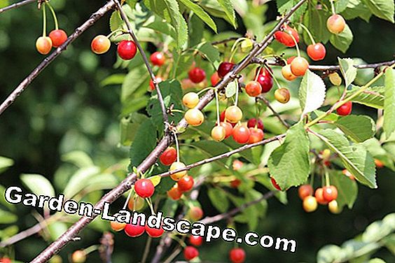 Cirese - Prunus cerasus