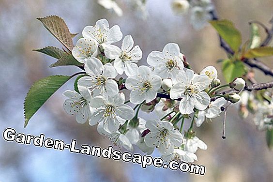 Anh đào chua - Prunus cerasus