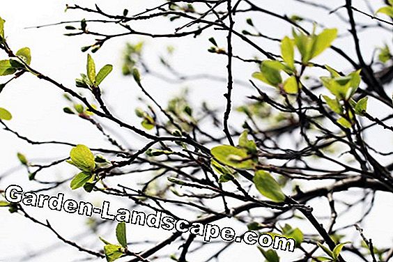 Plum - Prunus domestica