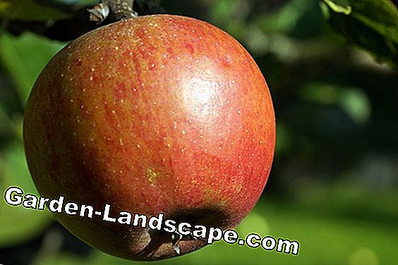 Apple - malus