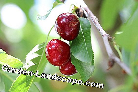 Cireșă dulce - Prunus avium