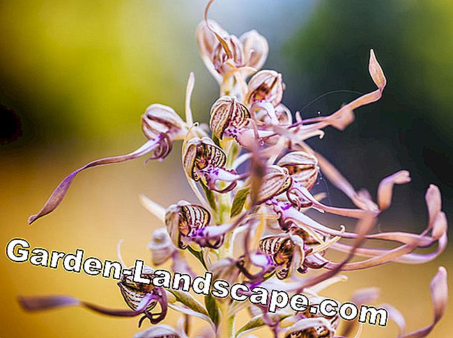 Erdorchideen: Den vakreste innfødte arten: orkideer