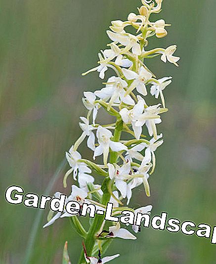 Erdorchideen: Den vakreste innfødte arten: vakreste