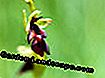 Fly orkidé (Ophrys insectifera)