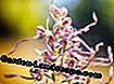 Bocks band tunge (Himantoglossum hircinum)