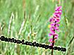 Mann Orchid (Orchis Mascula)