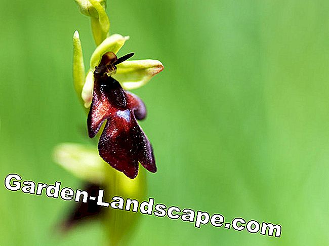 Erdorchideen: Den vakreste innfødte arten: eller