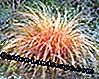 Novozelandska sedla 'Bronze Perfection' (Carex comans)