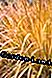 Zvižduka trava cijevi (Molinia arundinacea)