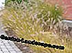 Trava za čišćenje svjetiljki (Pennisetum alopecuroides)