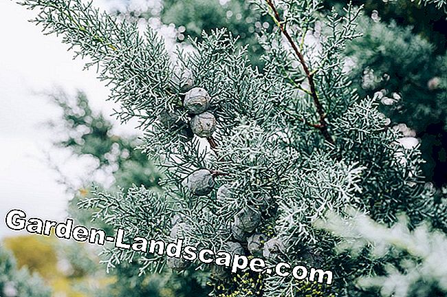 Overvintrerende cypress trær - på denne måten kan Middelhavet plante overleve de kalde temperaturene