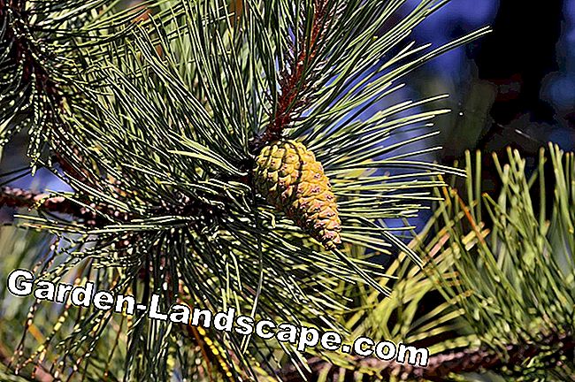 Petting pine: plantas, novio, poda y multiplicación