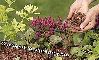 Pajote de corteza como cubierta decorativa para jardineras