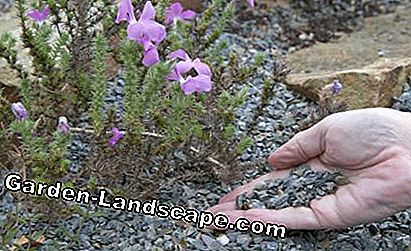 Las plantas alpinas prefieren una capa de mantillo de roca