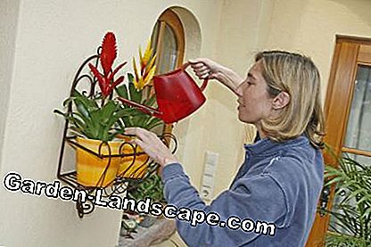 Người phụ nữ đổ bromeliads