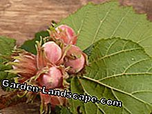 Cây Hazelnut - trồng trọt và chăm sóc