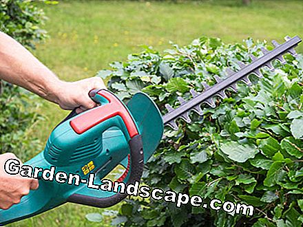 Hedge trimmen - wanneer en hoe?