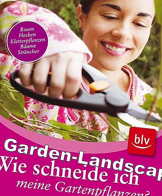 Hoe knip ik mijn tuinplanten? - (knip) Hoe knip ik mijn tuinplanten?: mijn