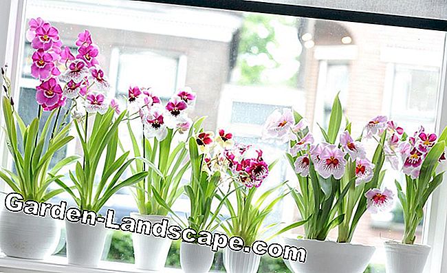 orkide penceresi