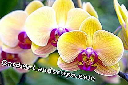 Orkide (Phalaenopsis)