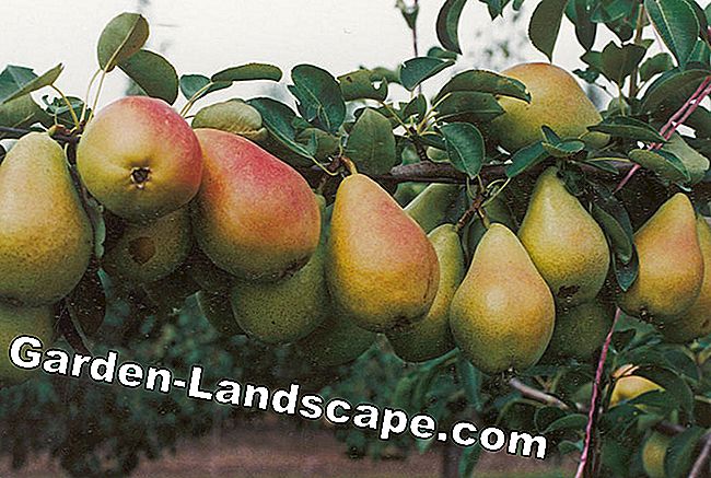 Pæresorter til små haver: pæresorter