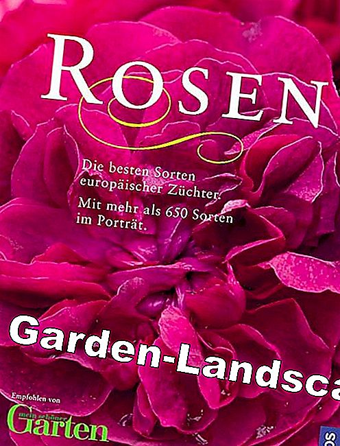 roses roses