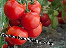 Tomatenhuizen - hoe nuttig zijn ze?