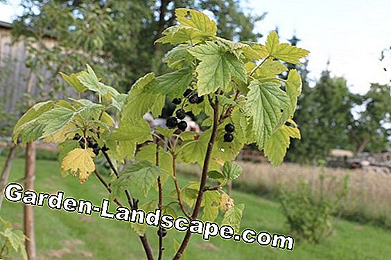 Currant yellow leaves