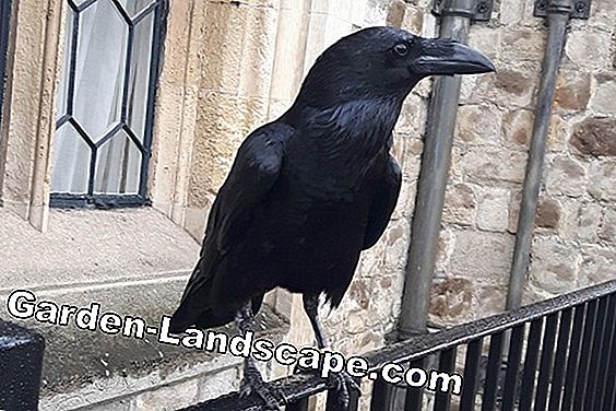 Exprow Crows: 11 consigli che aiutano a spaventare i corvi