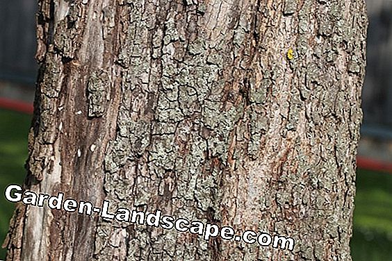 Bark tree trunk