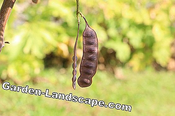 Pohon & semak-semak - (tanaman) Silk Acacia - Paraserianthes Lophantha