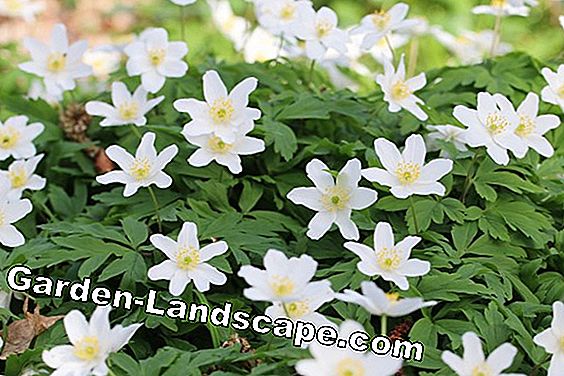 Anémona de madera - Anemone nemorosa