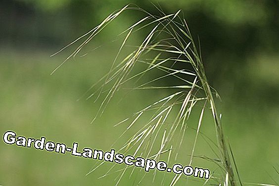 Hierba de plumas de cabello de ángel - Cuidado del corte: Corte