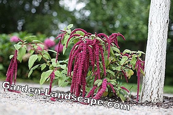 Foxtail Amaranth