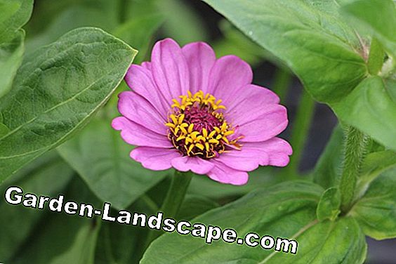 Eenjarige planten: 10 prachtige vaste planten voor in de tuin - (eenjarige) Zinnias - Zinnia