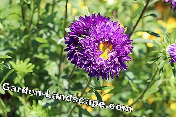 Eenjarige planten: 10 prachtige vaste planten voor in de tuin - (planten) Zomeraster - Callistephus chinensis