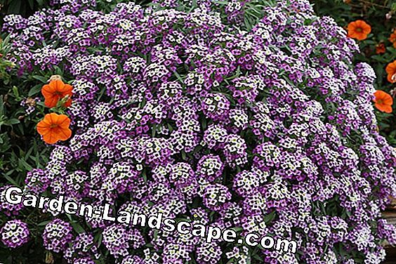 Eenjarige planten: 10 prachtige vaste planten voor in de tuin - (tuin) Geursteen - Lobularia martima