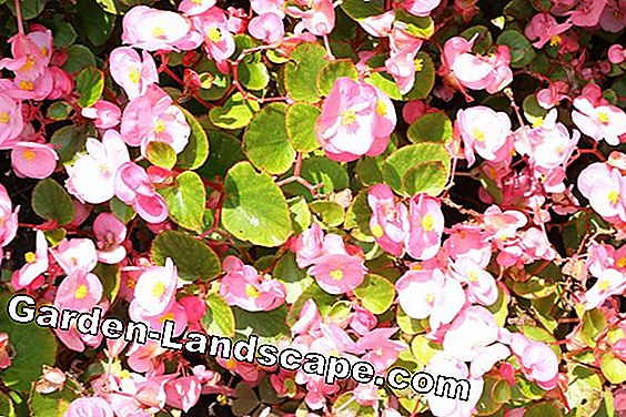 Balkonplanten - zorg - (zorg) Ice Begonia - Begonia