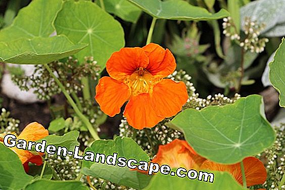 Balkonplanten - zorg - (balkon) Oost-Indische kers - Tropaeolum