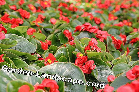 Balkonplanten - zorg - (balkonplanten) Ice Begonia - Begonia