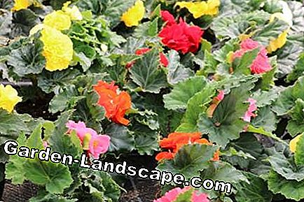 Balkonplanten - zorg - (balkonplanten) balkon planten