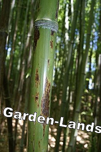 Bambu: Fargesia