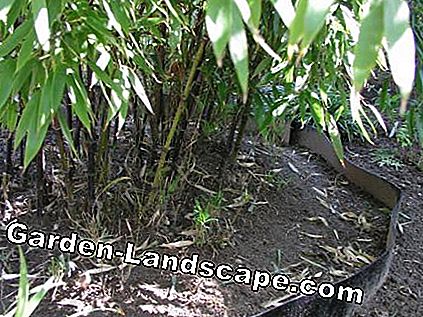 Rhizome barriär för bambu