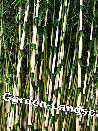 Bambu: stjälkar