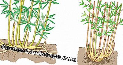Bambu rötter jämförelse